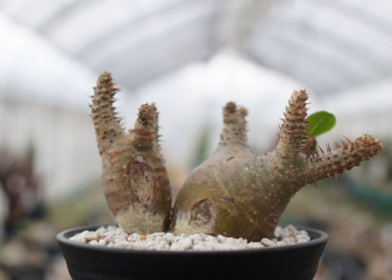 パキポディウム マカイエンセ Pachypodium Makayense NO.2 | man