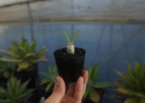 パキポディウム　デンシフローラム　Pachypodium densiflorum