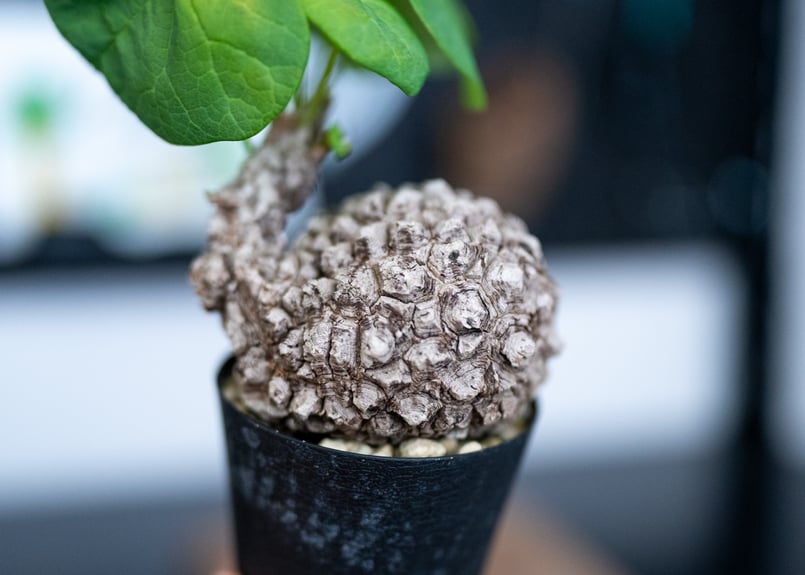 ステファニア スベローサ 沖縄管理株 | mana's farm:塊根植物・アガベ