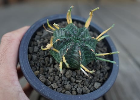 ユーフォルビア　バリダ　Euphorbia valida　NO.1