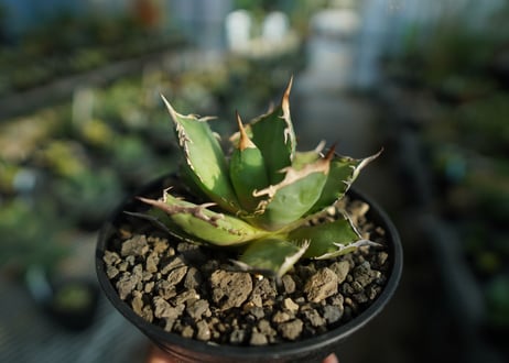 アガベ　チタノタ　FO-76　agave titanota  FO-76  No.9