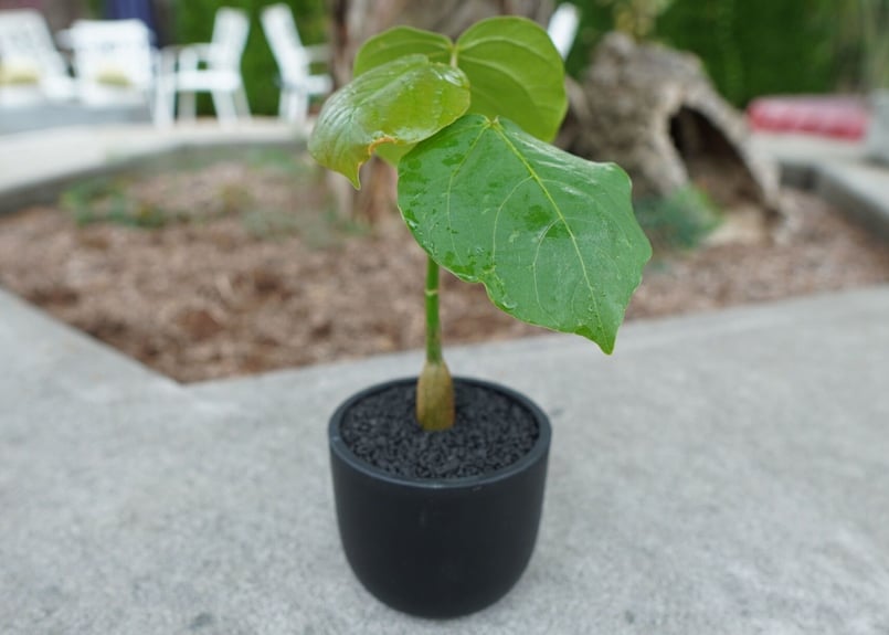 沖縄実生株】プセウド ボンバックス Pseudo bombax | mana's farm