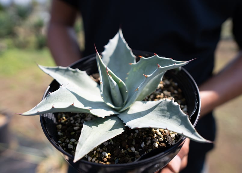 Agave ovatifolia 'Frosty Blue' | mana's farm:塊根