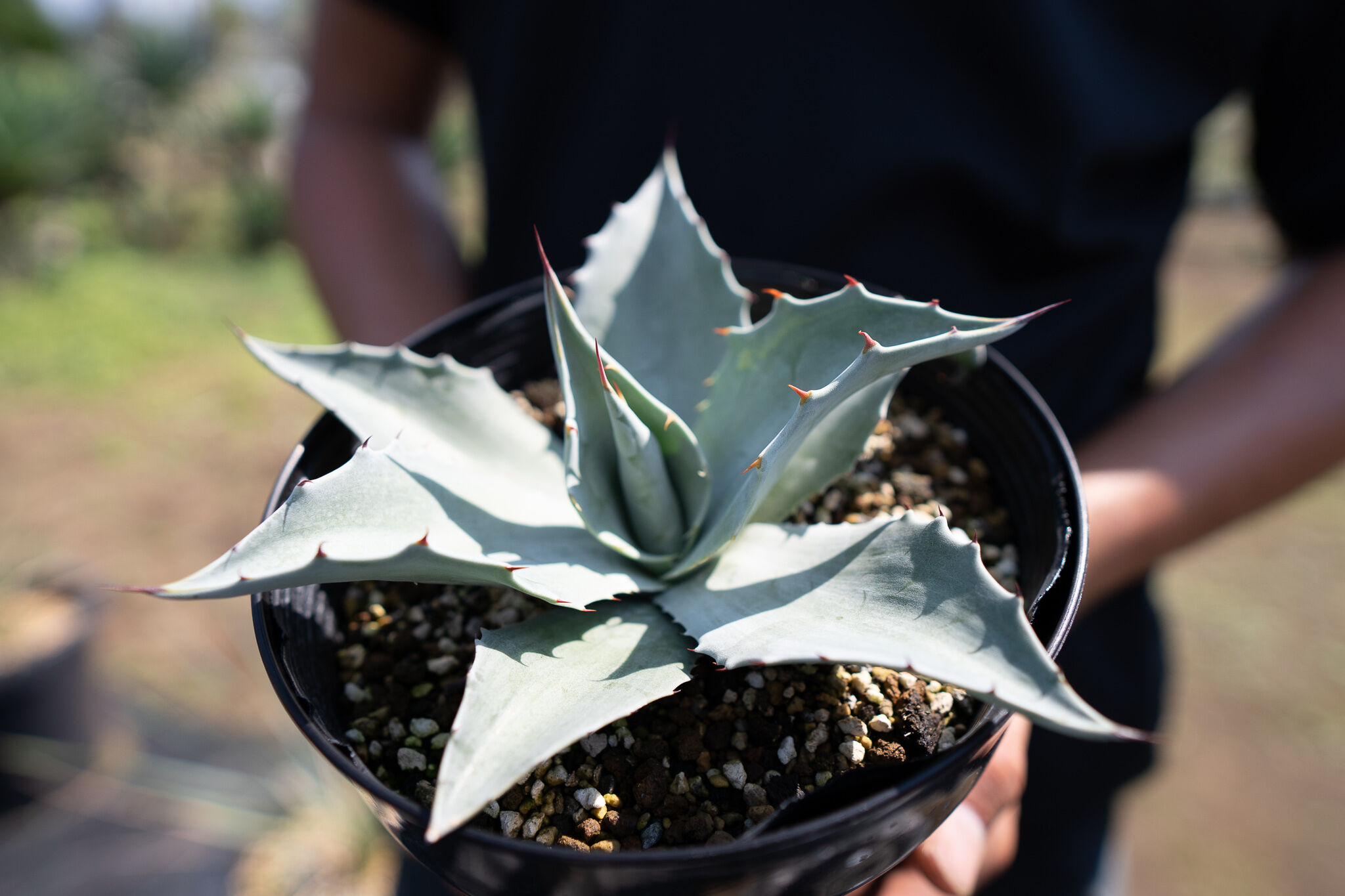 Agave ovatifolia 'Frosty Blue' | mana's farm:塊根