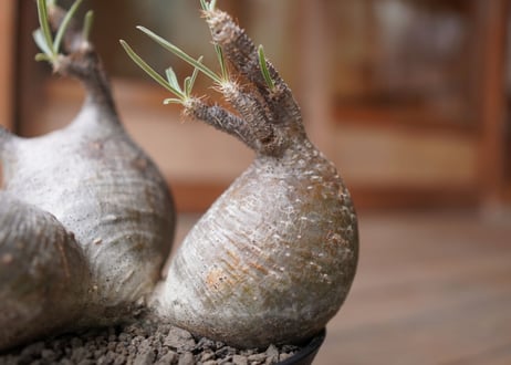パキポディウム　グラキリス　3頭　 Pachypodium Gracilius