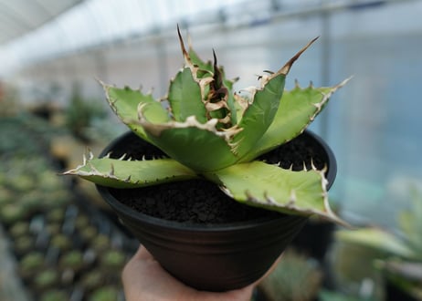 アガベ　チタノタ　FO-76　agave titanota  FO-76