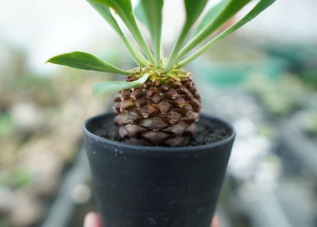 ユーフォルビア　鉄甲丸　Euphorbia bupleurifolia