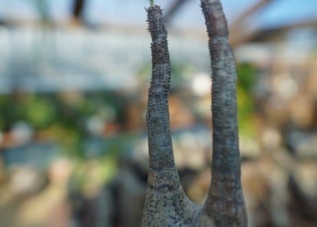 【未発根】パキポディウム　グラキリス　 Pachypodium Gracilius  No.4