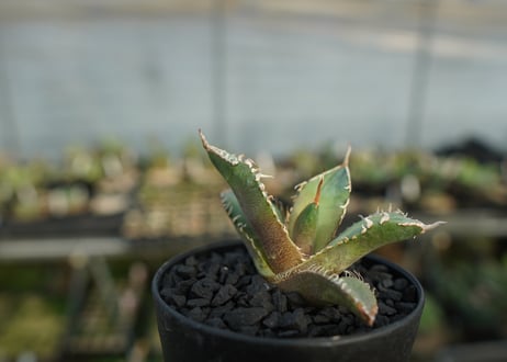 アガベ　チタノタ　MR01　agave titanota MR01