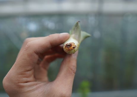 【抜き苗】アガベ　チタノタ　白鯨 from台湾　Agave titanota White whale No.1