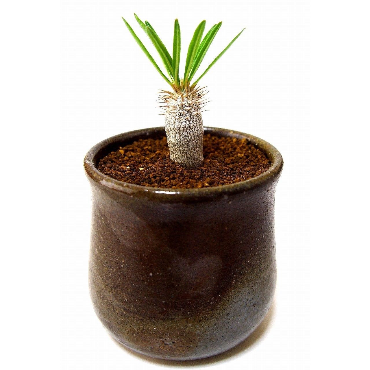 パキポディウム イノピナツム Pachypodium inopinatum | mana's