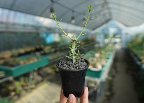 ケラリア フルチコーサ　Ceraria fruticosa