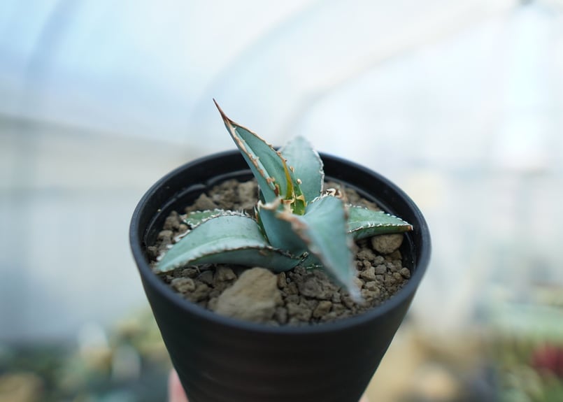 アガベ オテロイ agave oteroi No.1 | mana's farm:塊根植物・ア