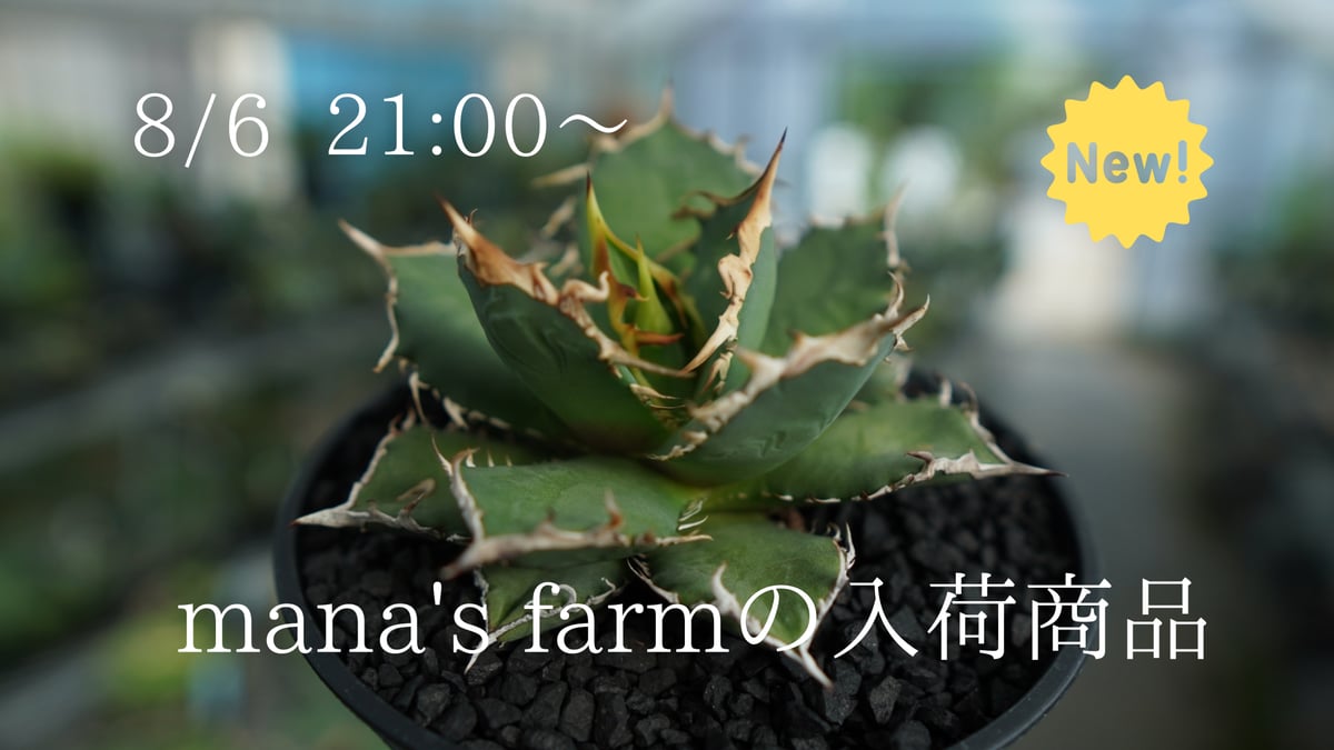 厳つくなってきたインドネシア産FO-76をアップします。 | mana