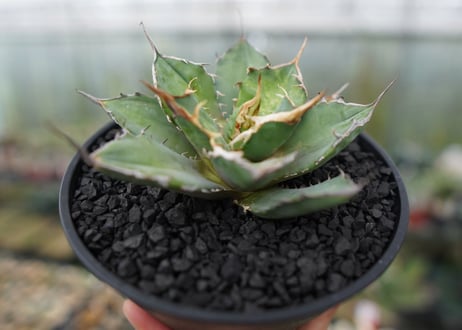 agave titanota 獅子光　Lion light　No.2