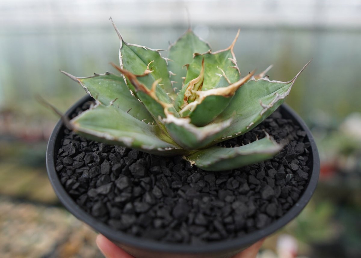 アガベチタノタ獅子光