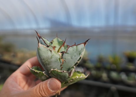 agave titanota ブラック＆ブルー　No.5