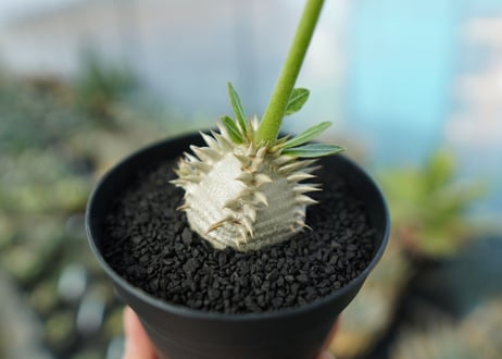 パキポディウム　恵比寿大黒　Pachypodium Densicaule　No.1