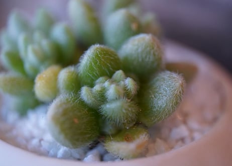 Sedum mocinianum