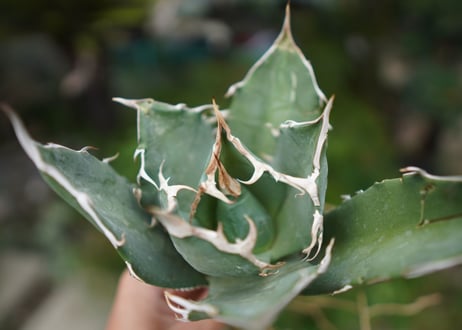 Agave titanota 白鯨 A NO.9
