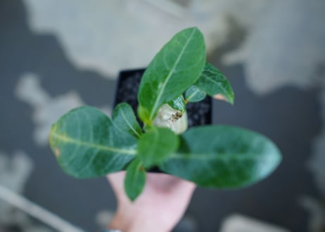 アデニウム　Adenium　No.2