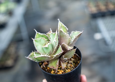 アガベ　チタノタ　FO-76　Agave titanota ”FO-76"