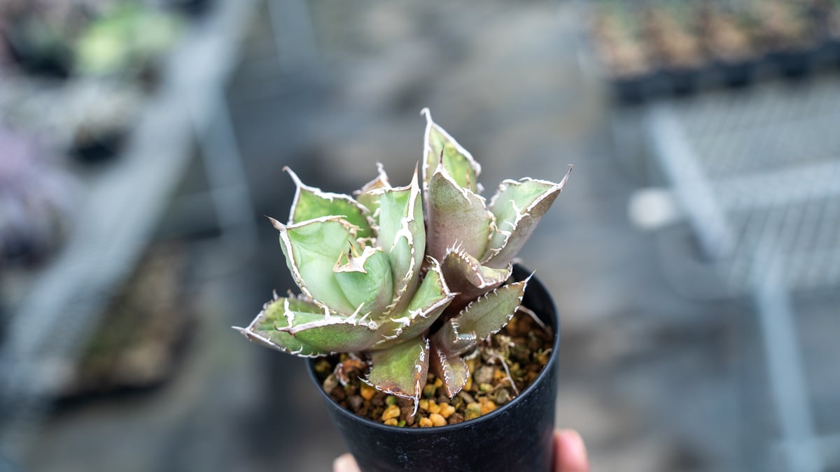 アガベ チタノタ FO-76 Agave titanota ”FO-76