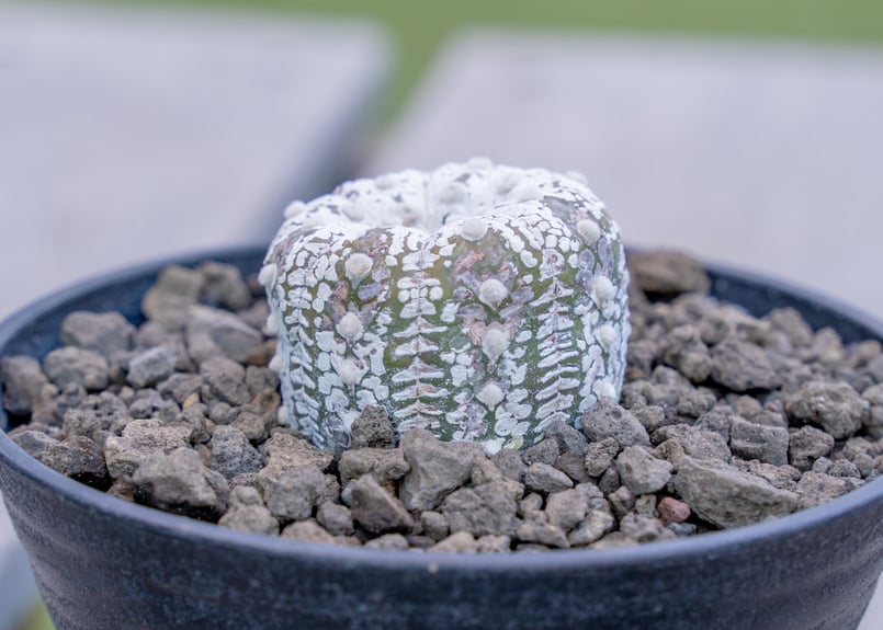 アストロフィツム スーパー兜 | mana's farm:塊根植物・アガベ