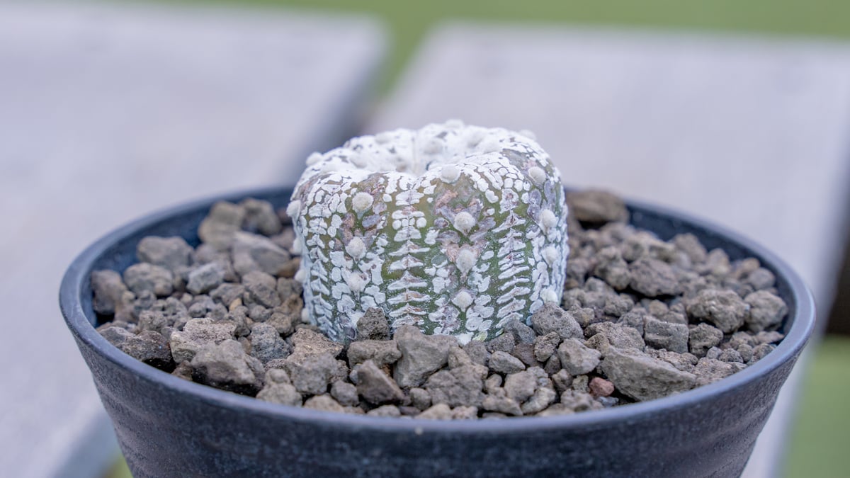 アストロフィツム スーパー兜 | mana's farm:塊根植物・アガベ・ドライ