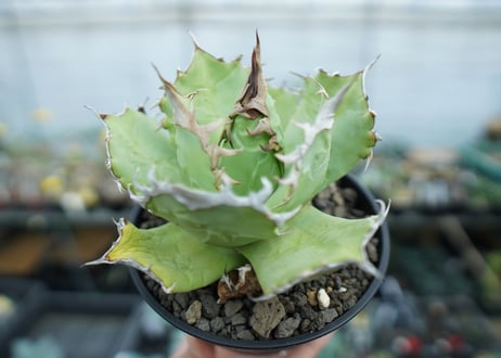アガベ　チタノタ　聖火　Agave titanota Torch
