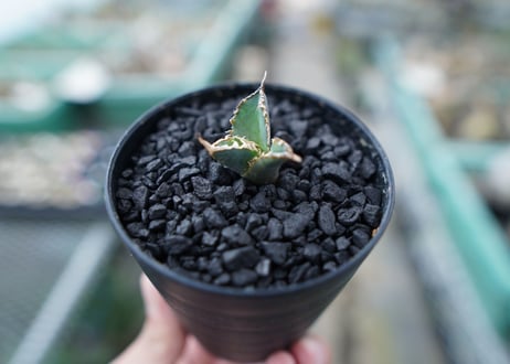 アガベ　チタノタ　FO-76　Agave titanota  FO-76　No.2