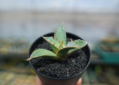アガベ　チタノタ　FO-76　agave titanota  FO-76　No.5