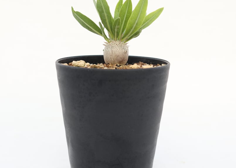 パキポディウム デンシカウレ　実生　中株　5年 恵比寿大黒 パキポディウム デンシカウレ 実生 | BRIDGE GARDEN