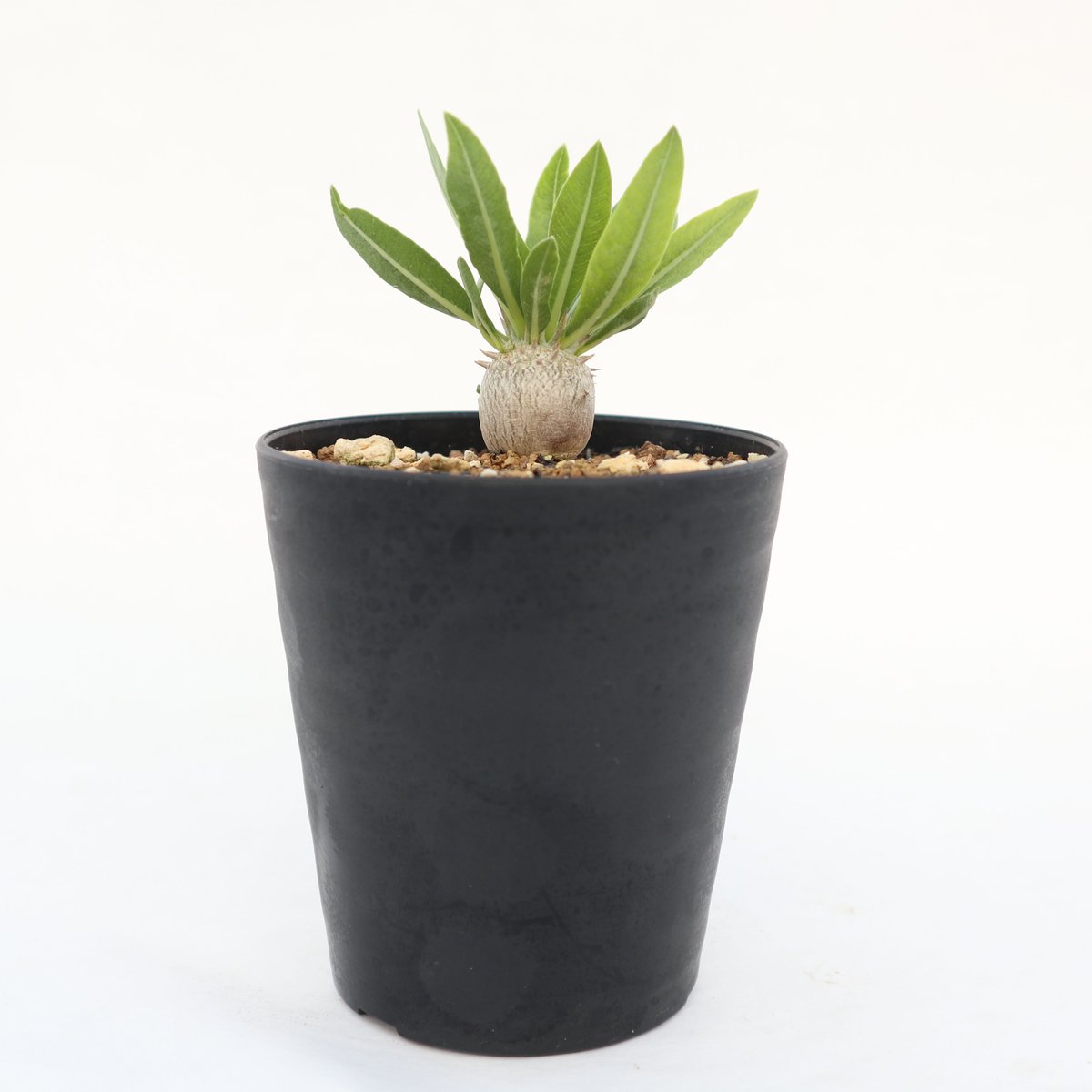 パキポディウム デンシカウレ 恵比寿大黒 実生 | mana's farm