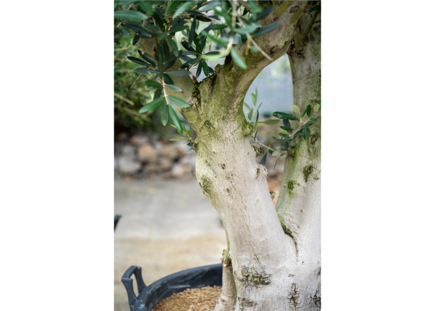 国産オリーブ ルッカ No.9 | mana's farm:塊根植物・アガベ