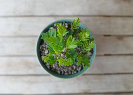 センナ メリディオ​ナリス Senna meridionalis