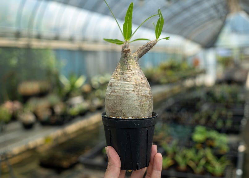 パキポディウム グラキリス No.23 | mana's farm:塊根植物・アガベ