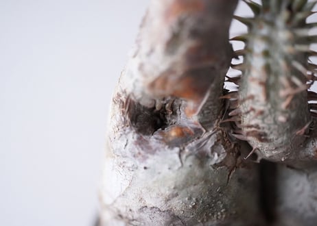 Pachypodium densiflorum
