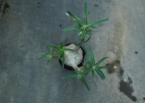 パキポディウム　グラキリス　 Pachypodium Gracilius  No.4