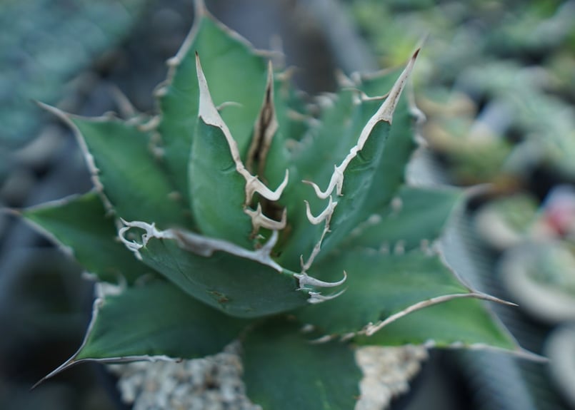 アガベ チタノタ FO-76 agave titanota FO-76 A3 | mana'