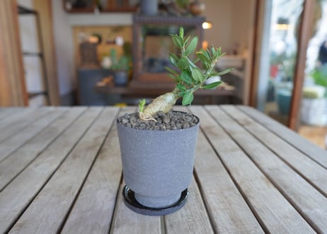 パキポディウム サキュレンタム Pachypodium succulentum