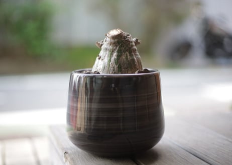 プセウド　ボンバックス　Pseudobombax