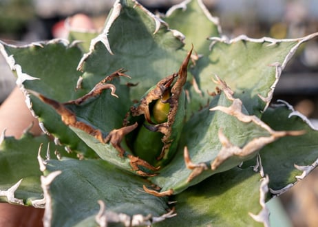 Agave titanota Solar eclipse 夕映嚴龍
