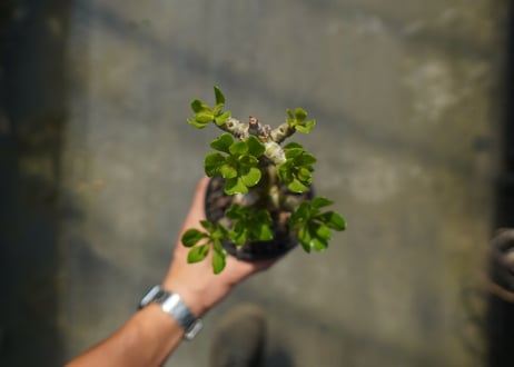 チレコドン　パニキュラータス　Tylecodon paniculatus