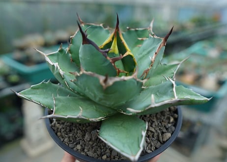 アガベ　チタノタ　FO-76　agave titanota  FO-76
