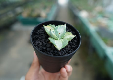 アガベ　王妃雷神錦　Agave　“Ohi Raijin Nishiki ”　No.1