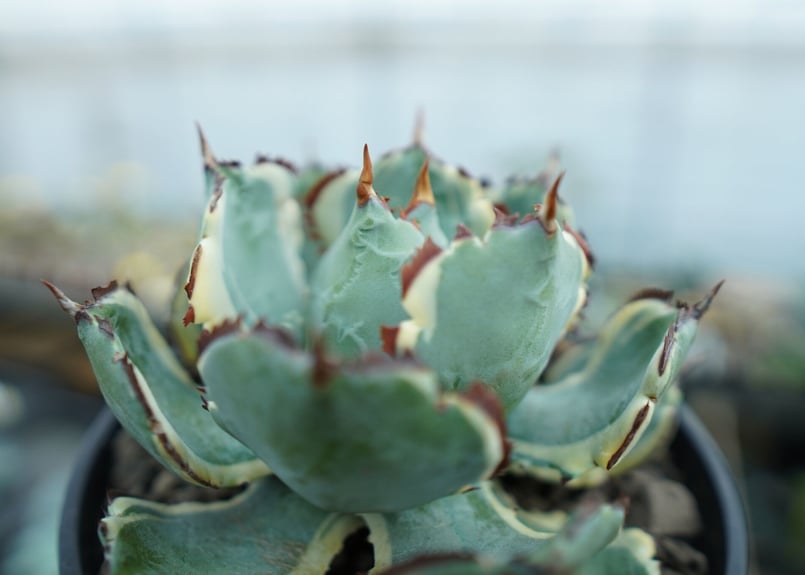 アガベ 兜蟹錦 連棘 Agave isthmensis “Kabutogani” varieg