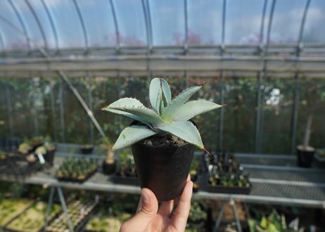 アガベ　ドラゴントゥース　Agave Dagontoes　No.2