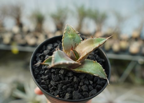 アガベ　チタノタ　MTN01　agave titanota MTN01