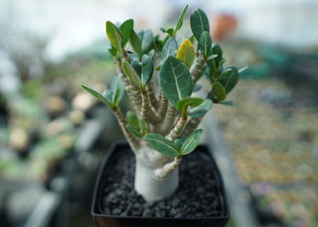 アデニウム　Adenium　No.1